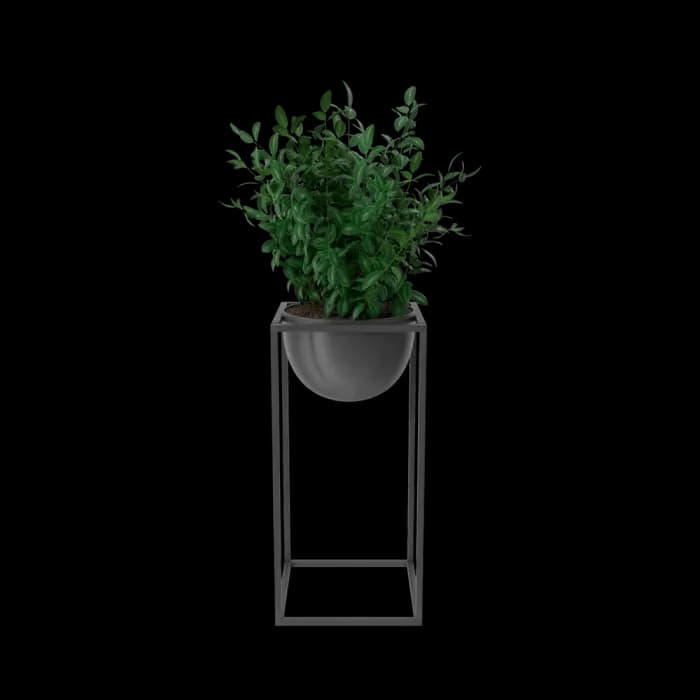 House Showpiece Plant