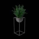 House Showpiece Plant thumbnail 2