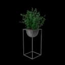 House Showpiece Plant thumbnail 3